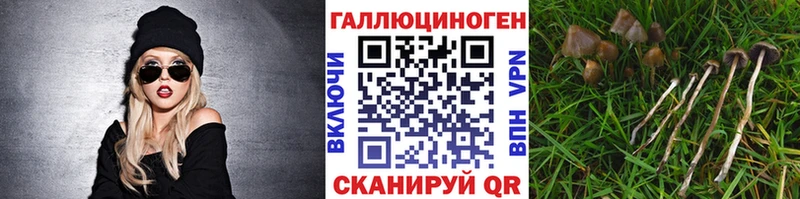 Псилоцибиновые грибы Psilocybe  Ростов-на-Дону 